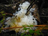 Tremella fuciformis image