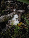 Tremella fuciformis image