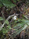 Tremella fuciformis image