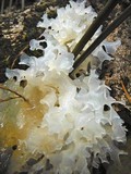 Tremella fuciformis image