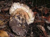 Boletus regineus image