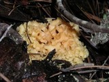 Sparassis crispa image