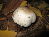Leucoagaricus barssii image