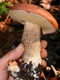 Leccinum manzanitae image
