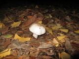 Leucoagaricus barssii image