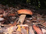 Leccinum manzanitae image