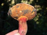 Boletus truncatus image
