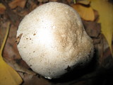 Leucoagaricus barssii image