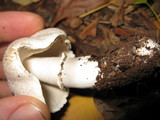 Leucoagaricus barssii image