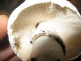 Leucoagaricus barssii image