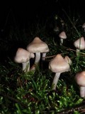 Inocybe geophylla var. lilacina image