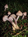 Inocybe geophylla var. lilacina image