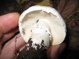 Leucoagaricus barssii image