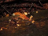 Nidula candida image
