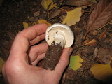 Leucoagaricus barssii image