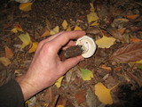 Leucoagaricus barssii image