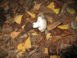 Leucoagaricus barssii image