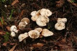 Inocybe insinuata image