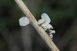 Tetrapyrgos subdendrophora image