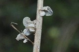 Tetrapyrgos subdendrophora image