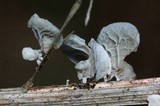 Tetrapyrgos subdendrophora image