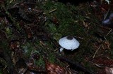 Leucocoprinus brebissonii image