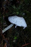 Leucocoprinus brebissonii image