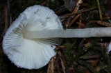 Leucocoprinus brebissonii image