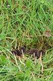 Psilocybe semilanceata image