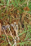Psilocybe semilanceata image