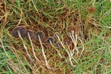 Psilocybe semilanceata image