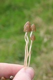 Psilocybe semilanceata image