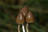 Psilocybe semilanceata image