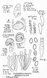Simocybe haustellaris image