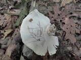 Boletopsis grisea image