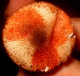 Lepiota flammeatincta image