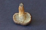 Tricholoma vaccinum image