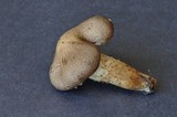 Tricholoma vaccinum image