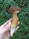 Boletus fibrillosus image