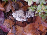 Hebeloma crustuliniforme image