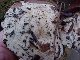 Hebeloma crustuliniforme image