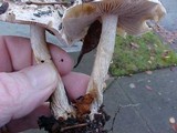 Hebeloma crustuliniforme image