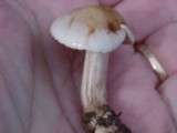 Hebeloma sacchariolens image