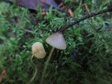 Mycena aurantiomarginata image