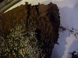 Pisolithus arrhizus image