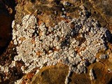 Acarospora strigata image