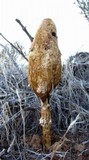 Podaxis pistillaris image