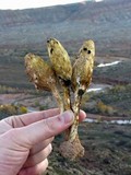 Podaxis pistillaris image