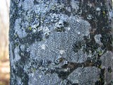 Arthonia radiata image