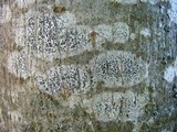 Arthonia radiata image